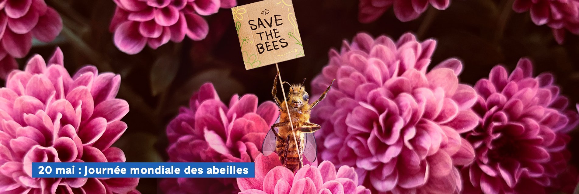 Une abeille influenceuse fleurit les réseaux sociaux pour sauver son espèce