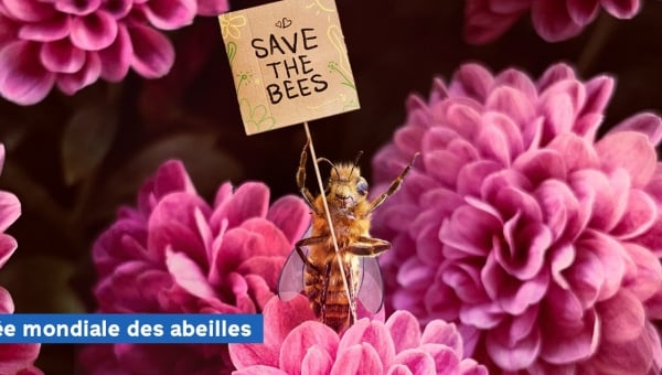 Une abeille influenceuse fleurit les réseaux sociaux pour sauver son espèce