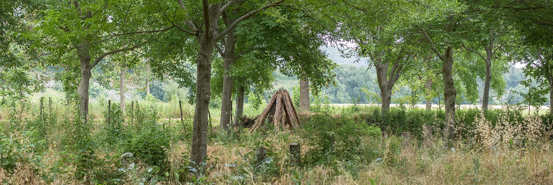 Recherches sur les agroforesteries