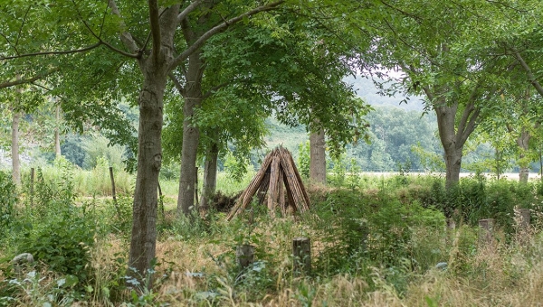 Recherches sur les agroforesteries