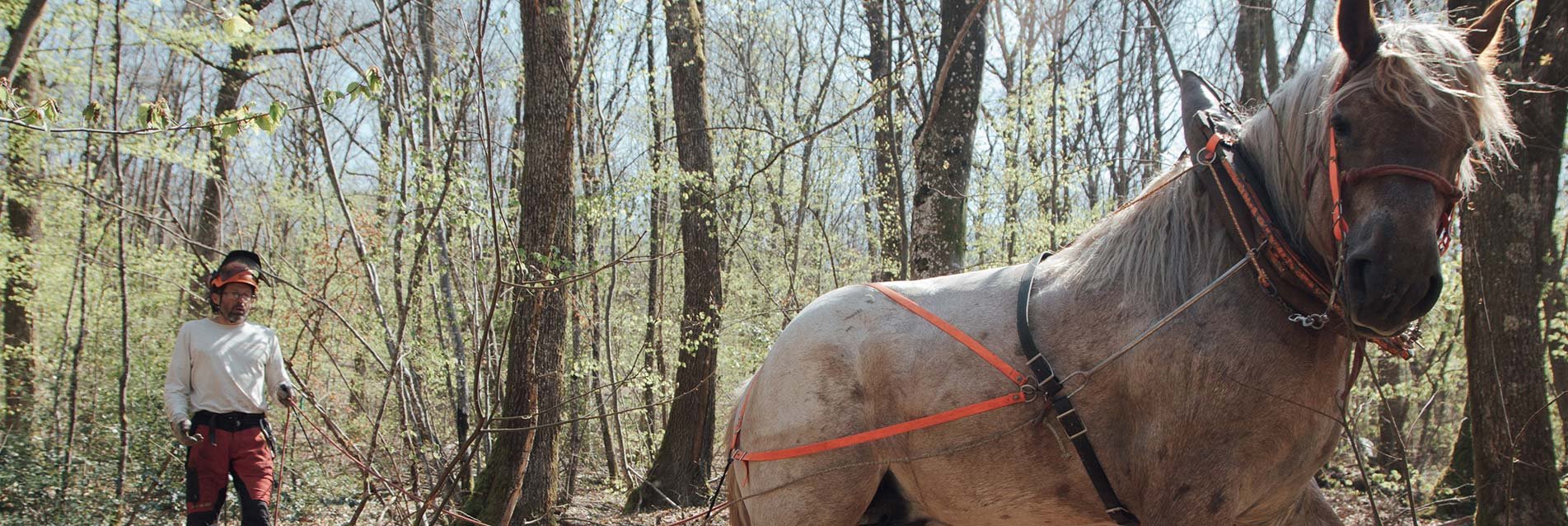 Agroforesterie : produire sans détruire