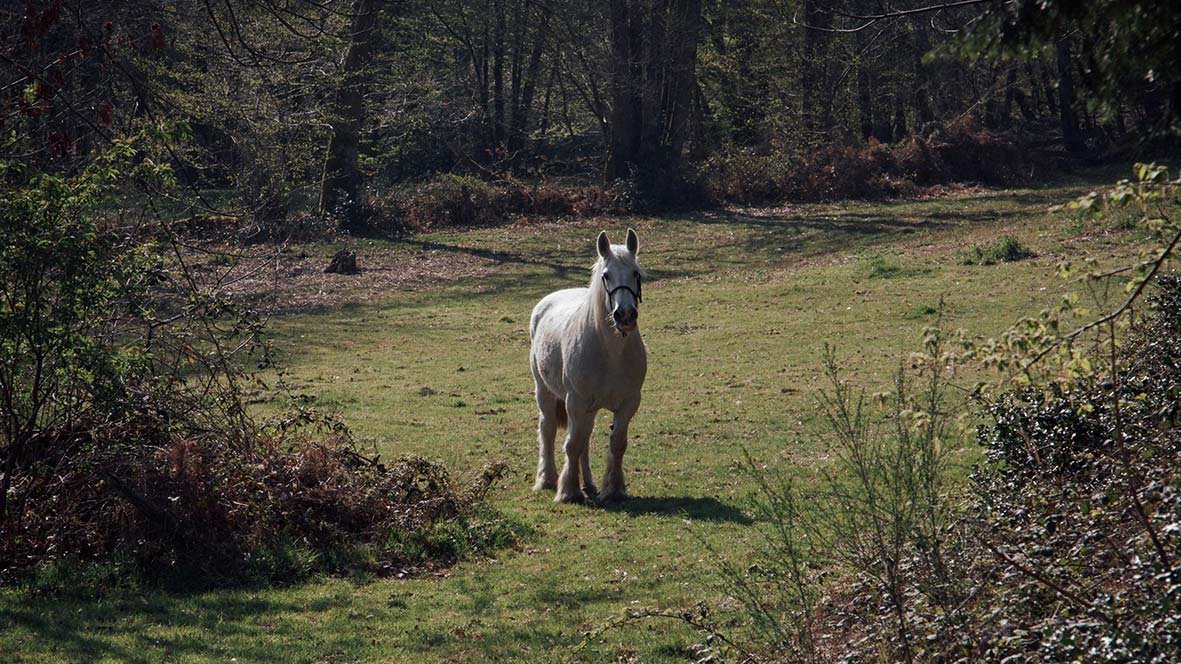 agroforesterie-macon-2