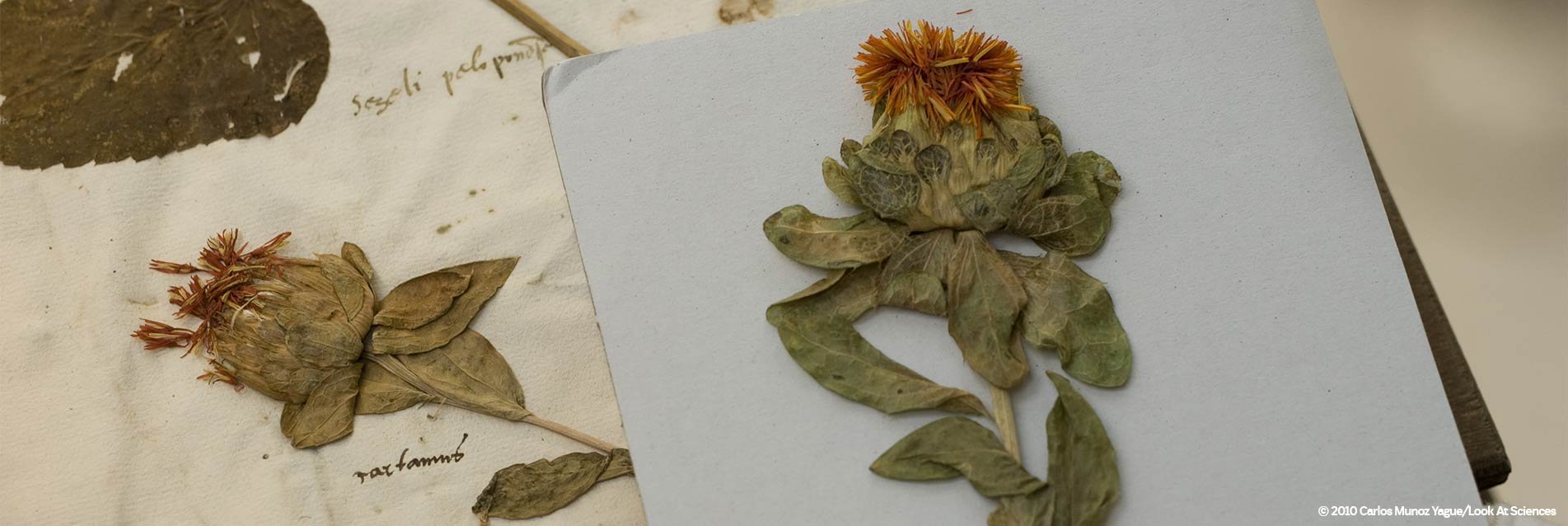 Avec la Fondation Science et Nature, au service de la « mémoire » botanique