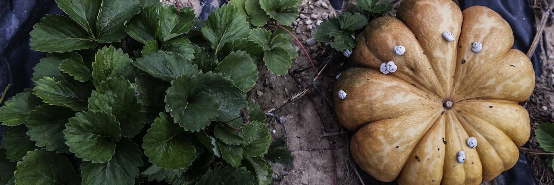 Agriculture : mobilisés pour changer !