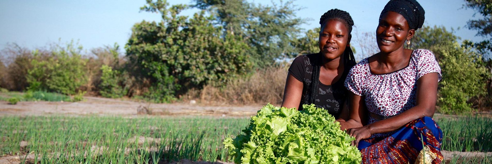 Tribune - Pourquoi l’agriculture africaine doit-elle radicalement changer de modèle ?