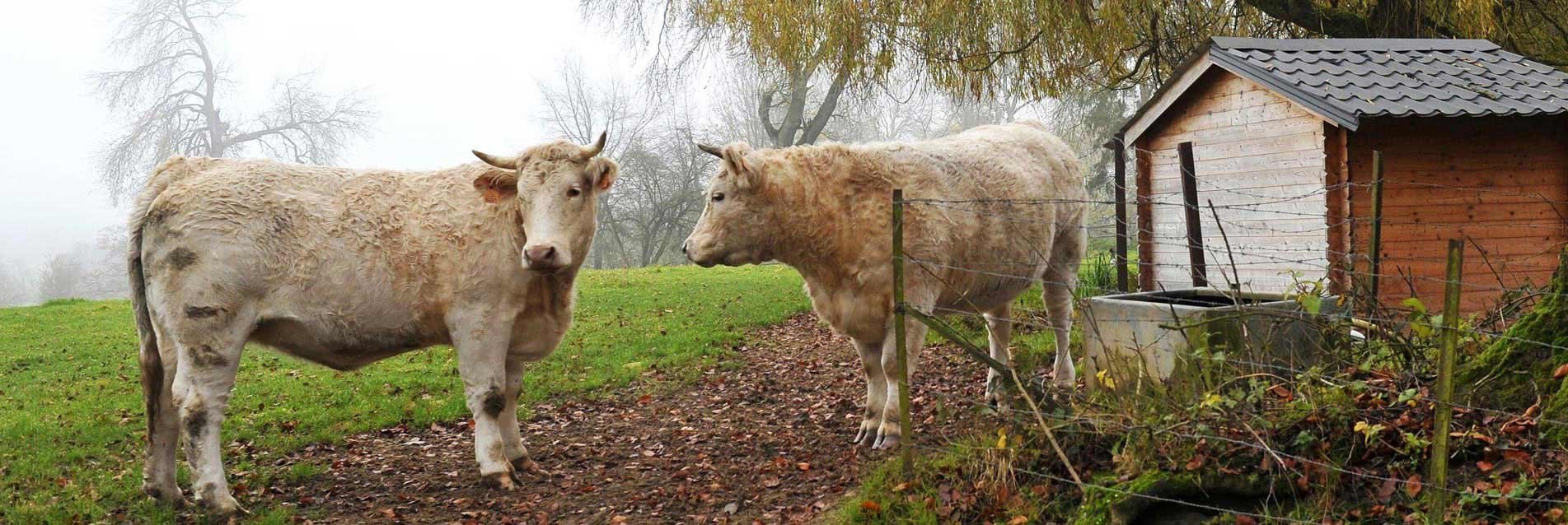 Rencontres de l'agroforesterie : l'arbre, meilleur ami de la vache ?