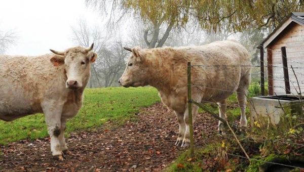 Rencontres de l'agroforesterie : l'arbre, meilleur ami de la vache ?