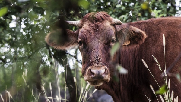 Du lait « made in » Belle-Ile-en-Mer