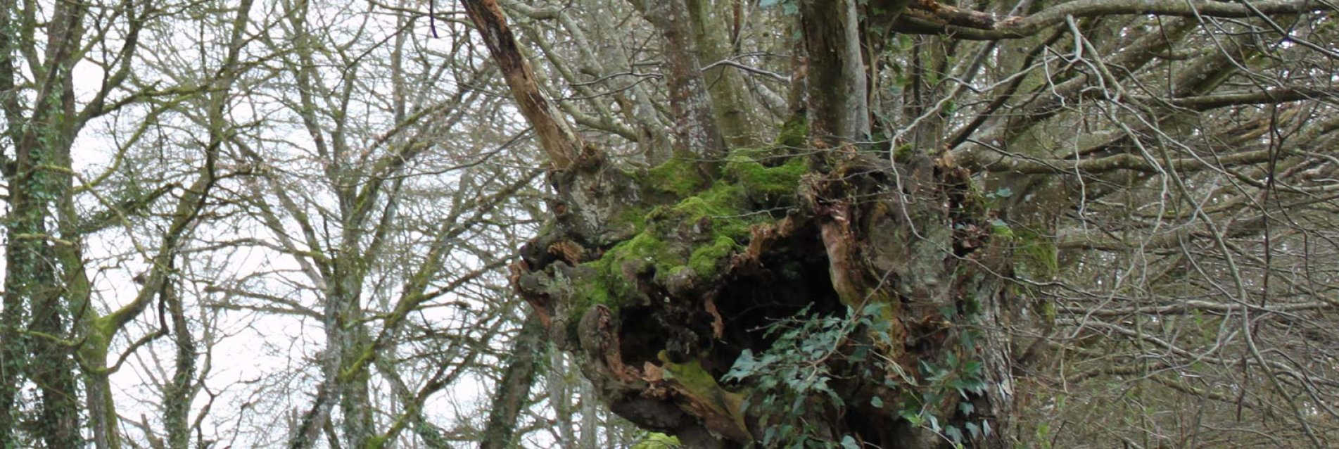 Une appli mobile au secours des « trognes » du bocage !