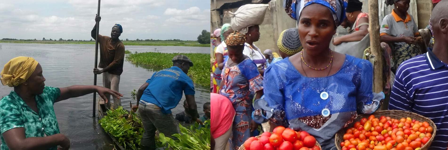 Au Bénin, une plante invasive… au service de l’agroécologie !