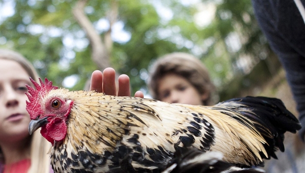 « Animaux – Animômes », des enfants à la rencontre des animaux