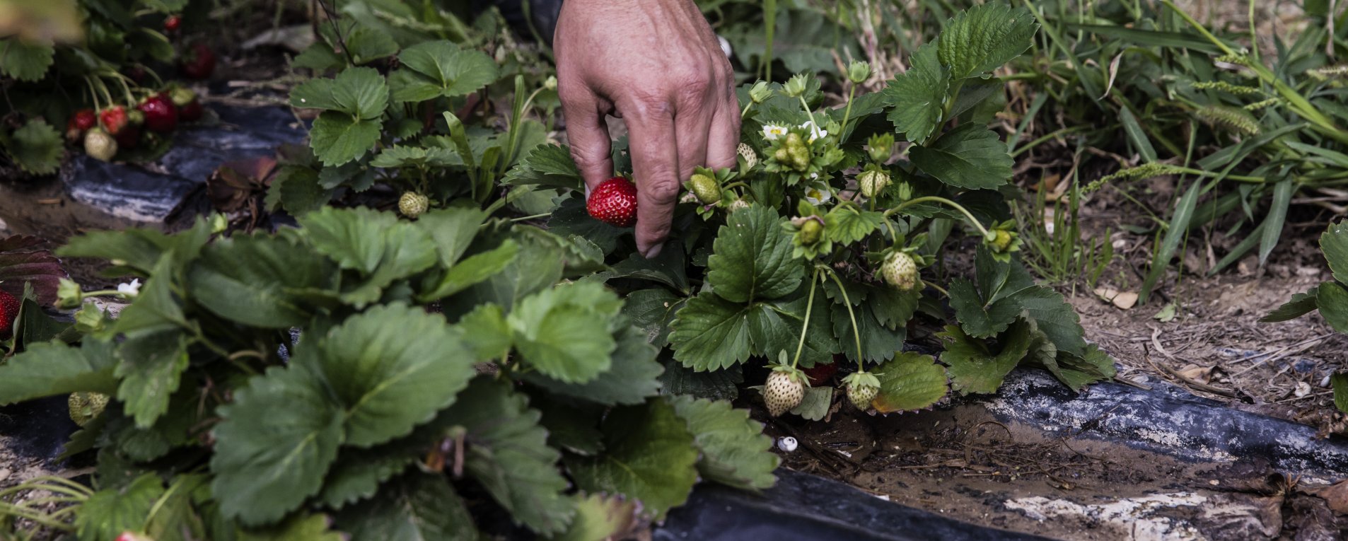 Une ferme expérimentale dans le pays avignonnais