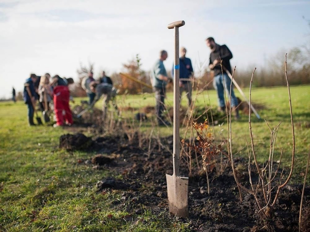 projet plantation arbres