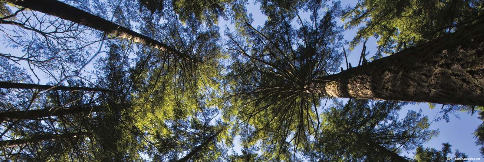 Fondation France Bois Forêt pour notre Patrimoine 