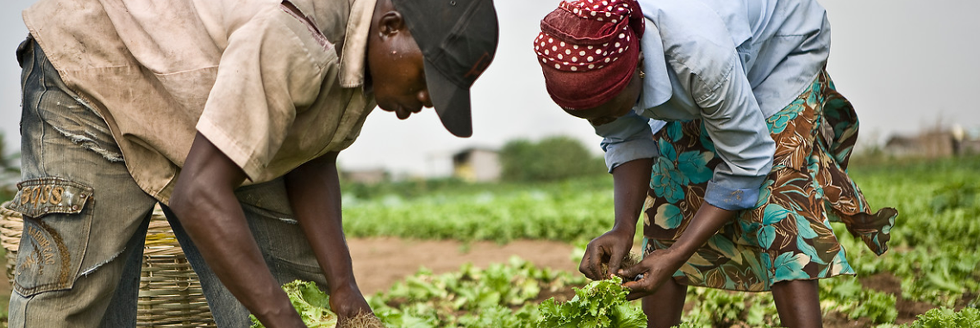 Sustainable food, in France and further afield 