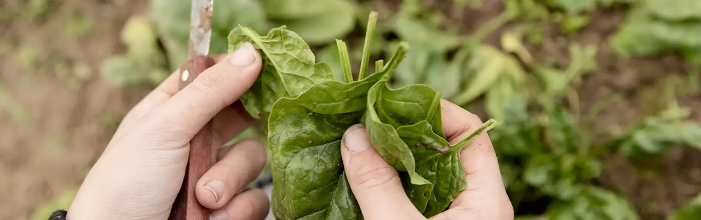 Agroécologie : une solution durable pour la planète et les hommes