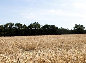 FONDATION DEBEAUMONT POUR LA NATURE