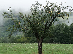 FONDATION DES COMBES HAUTES