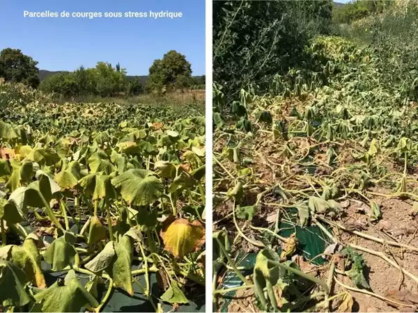 parcelles courges stress hydrique fermes davenir min