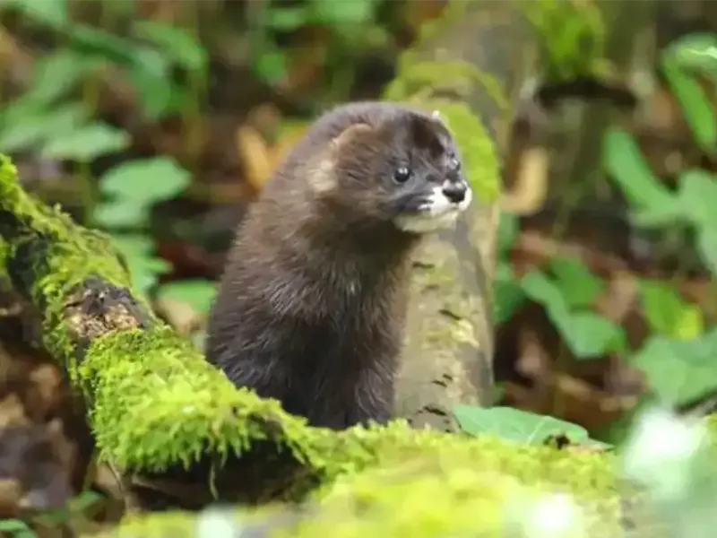 Faune et flore en danger : protéger et préserver les espèces menacées